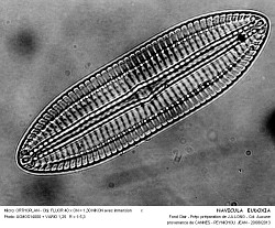 NAVICULA__EUDOXIA  - 3.jpg
