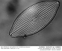 NAVICULA__MACULATA_var_CARIBOCA%20-%202.jpg