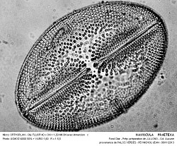 NAVUCULA___PRAETEXA - 2.jpg