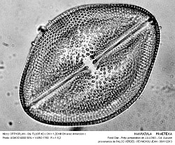 NAVUCULA___PRAETEXA - 3.jpg