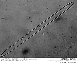 NITZSCHIA_OBTUSA -3.jpg