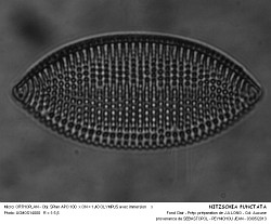 NITZSCHIA_PUNCTATA.jpg