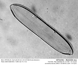 NITZSCHIA__JELINCKII_Grun - 2.jpg
