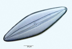 Navicula-definata-X.jpg