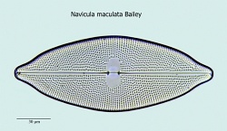 Navicula-maculata.jpg