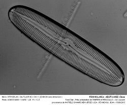 PINNULARIA_AESTUARII_Cleve - 2.jpg