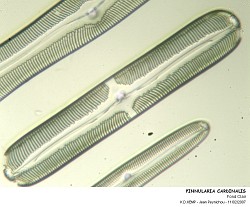PINNULARIA_CARDINALIS.jpg