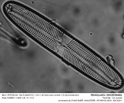 PINNULARIA_CRUCIFORMIS.jpg