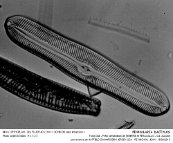 PINNULARIA_DACTYLUS - 6.jpg