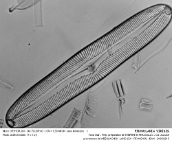 PINNULARIA_VIRIDIS - 6.jpg