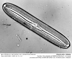 PINNULARIA_VIRIDIS - 8.jpg