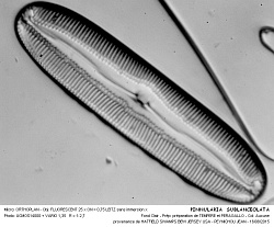 PINNULARIA__SUBLANCEOLATA - 2.jpg