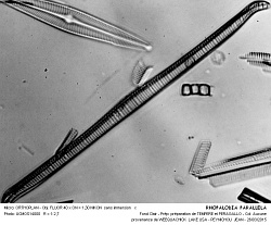 RHOPALODIA_PARALLELA -4.jpg