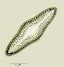 Raphoneis-fusiformis.jpg
