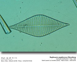 Raphoneis_amphiceros_ehrenberg.jpg