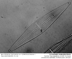 STAURONEIS_PHOENICENTERON - 5.jpg