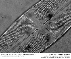 STAURONEIS_PHOENICENTERON - 6.jpg