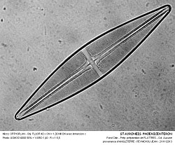 STAURONEIS_PHOENICENTERON - 7.jpg