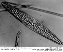 STAURONEIS_STAURLINEATA - 2.jpg