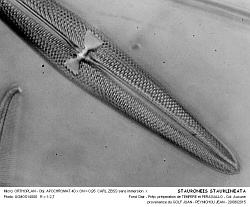 STAURONEIS_STAURLINEATA - 3.jpg