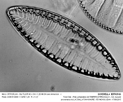 SURIRELLA_BIFRONS - 2.jpg