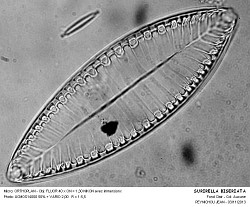 SURIRELLA_BISERIATA - 6.jpg
