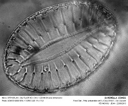 SURIRELLA_COMIS - 2.jpg