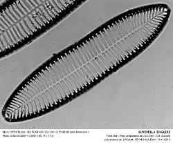 SURIRELLA_ENGLERI - 2.jpg