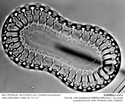 SURIRELLA_LATA - 7.jpg