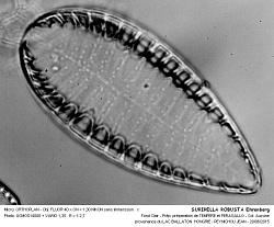 SURIRELLA_ROBUSTA_Ehrenberg - 2.jpg