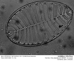 SURIRELLA_STRIATULA-2.jpg