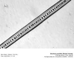 bacillaria_paxillifer_muller_hendey.2.jpg