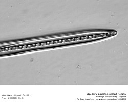 bacillaria_paxillifer_muller_hendey.3.jpg