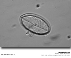 cocconeis_placentula_01.jpg