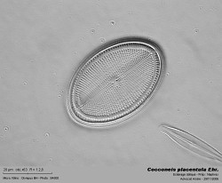 cocconeis_placentula_2.jpg