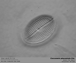 cocconeis_placentula_e3.jpg