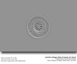 cyclotella_stelligera_cleve__grunow_van_heurck_03.jpg