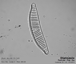 diatomee Coutances 100x.jpg