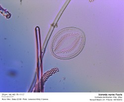 diatomee_marine_fossile_Newport_Beach_2.jpg