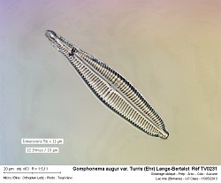 gomphonema_sphaerophorum_ehr__ref_tv0343.jpg