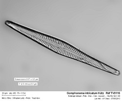gomphonema_intricatum_kutz___ref_tv0116.jpg