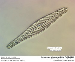 gomphonema_intricatum_kutz___ref_tv0249.jpg