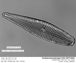 gomphonema_intricatum_kutz__ref_tv0421.jpg