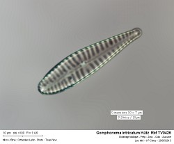 gomphonema_intricatum_kutz__ref_tv0426.jpg