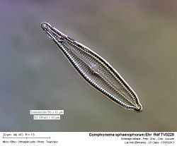 gomphonema_sphaerophorum_ehr__ref_tv0229.jpg