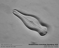 gomphonema_truncatum_ehrenberg_1832.jpg