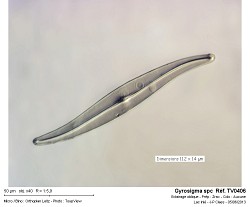 gyrosigma_spc__ref_tv0406.jpg