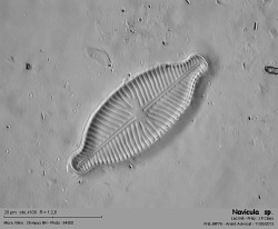 navicula__sp.jpg