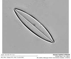 navicula_hamiltonii_witkowski.jpg