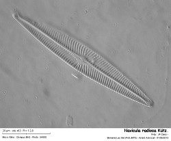 navicula_radiosa_kutz.jpg